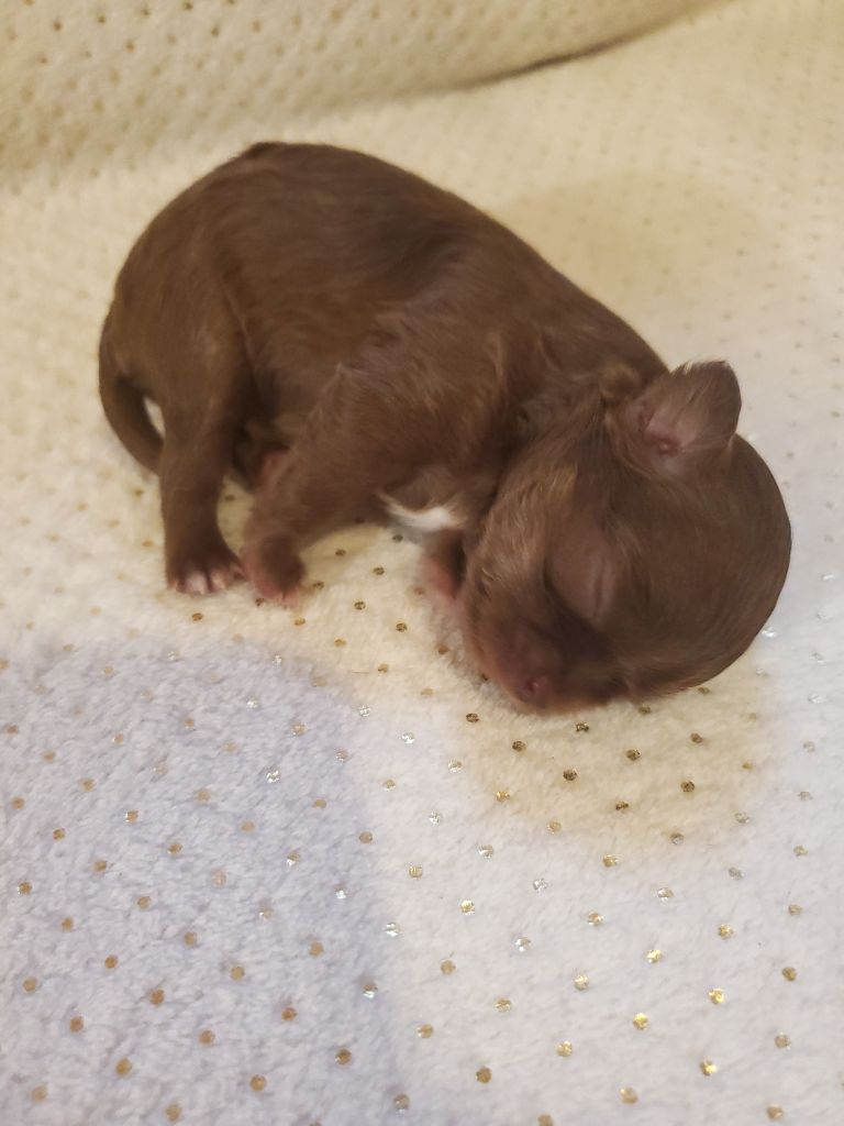 Des Petits Cevenol - Chiot disponible  - Chihuahua