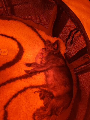 Des Petits Cevenol - Chihuahua - Portée née le 22/10/2022