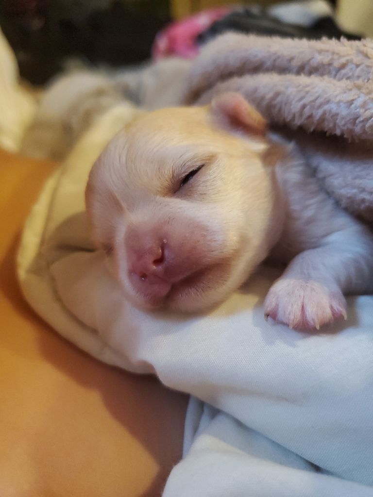 Des Petits Cevenol - Chiot disponible  - Chihuahua